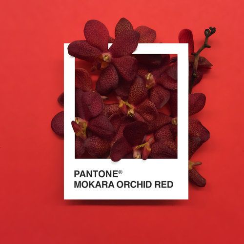 druk z dodatkowym kolorem pantone