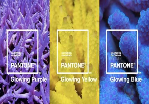 pqleta pantone glowing
